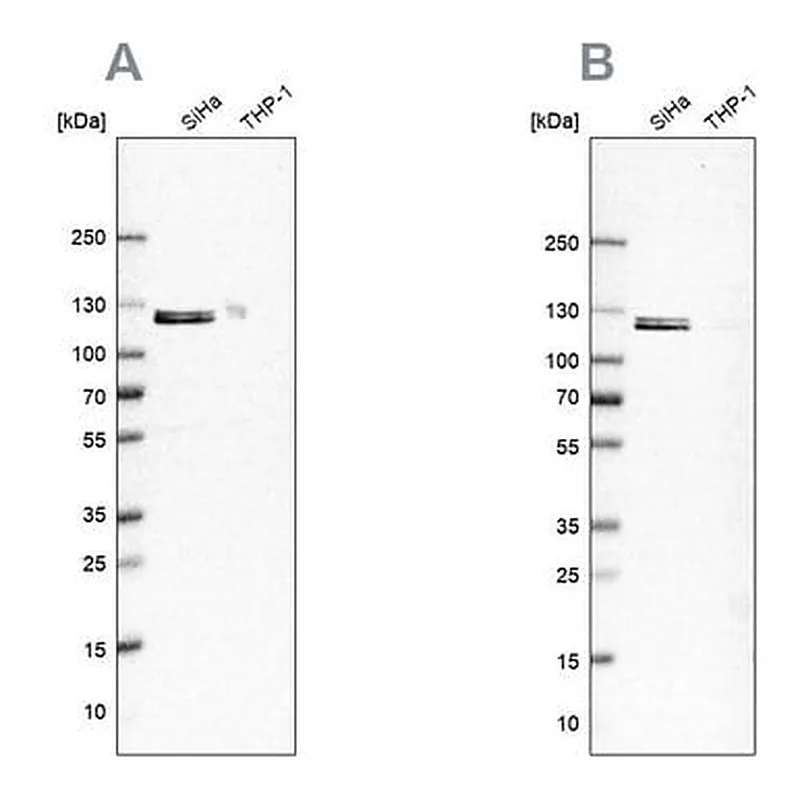 Merck ANTI-UBA1 antibody produced in rabbit