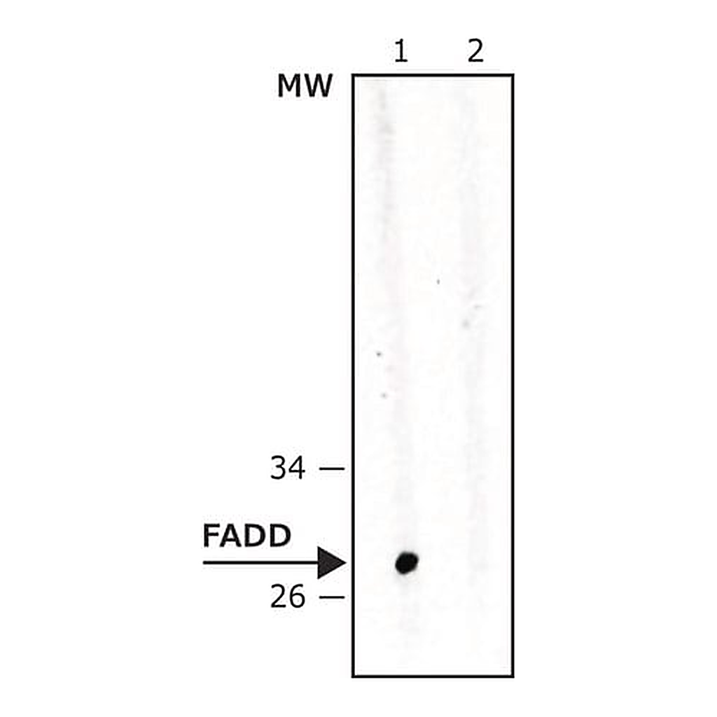Merck Anti-FADD antibody, Mouse monoclonal