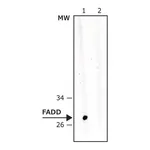 Merck Anti-FADD antibody, Mouse monoclonal