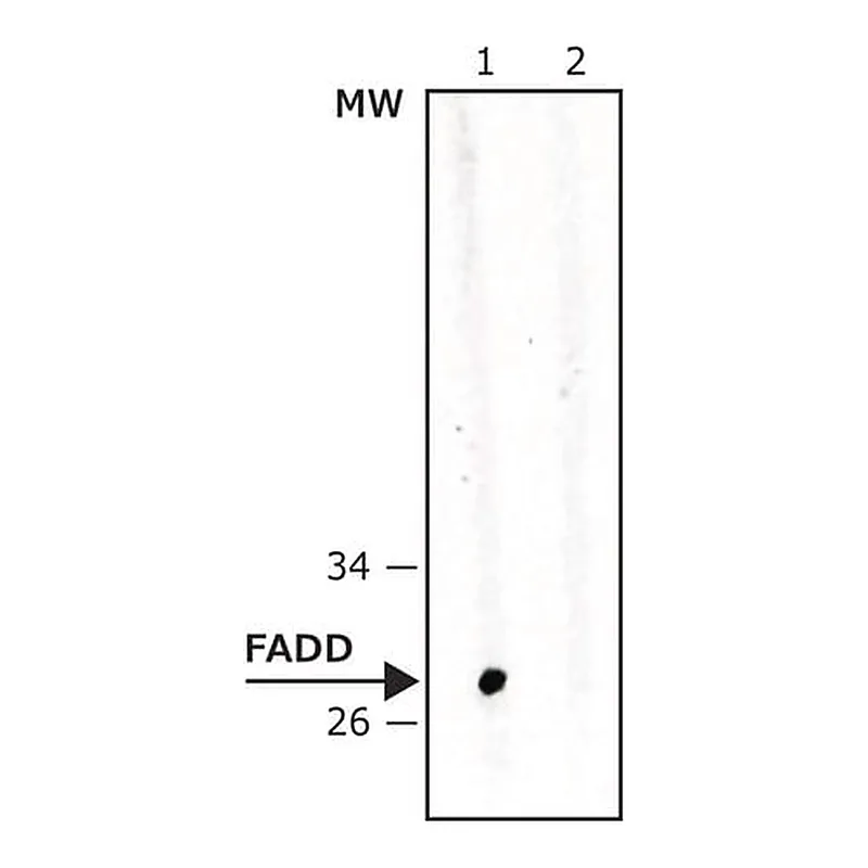 Merck Anti-FADD antibody, Mouse monoclonal