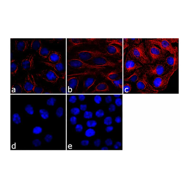 Thermo Fisher Scientific Goat anti-Mouse IgG (H+L) Cross-Adsorbed Secondary Antibody, Cyanine3