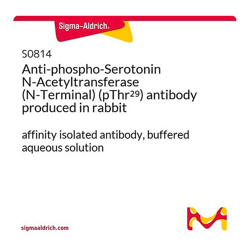 Merck Anti-phospho-Serotonin N-Acetyltransferase (N-Terminal) (pThr29) antibody produced in rabbit