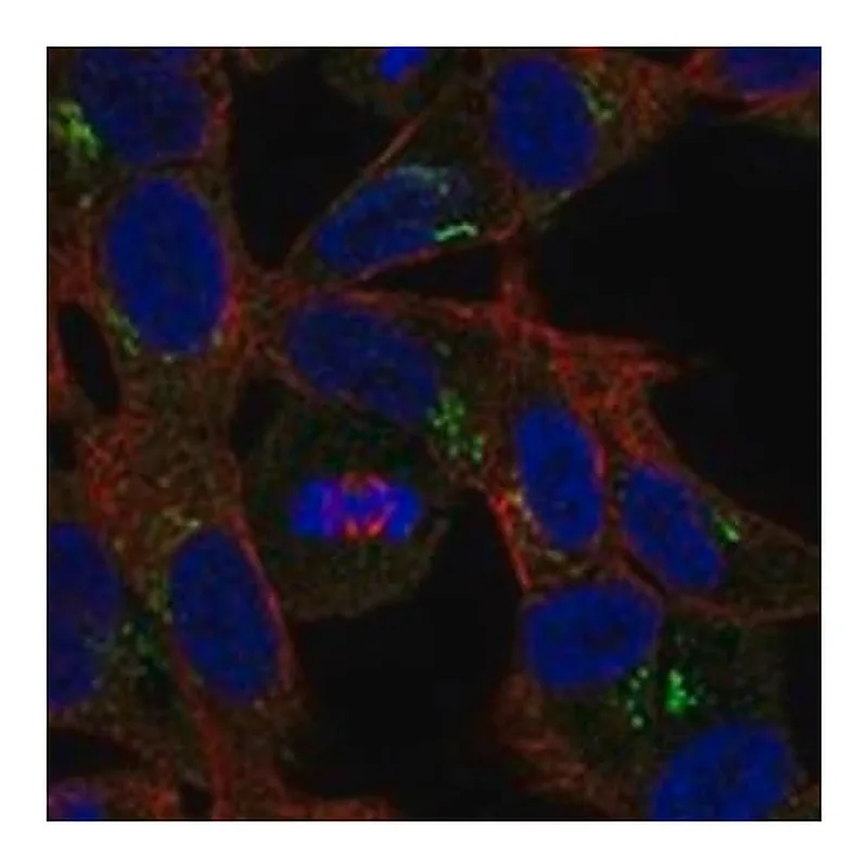 Merck Anti-RELN antibody produced in rabbit