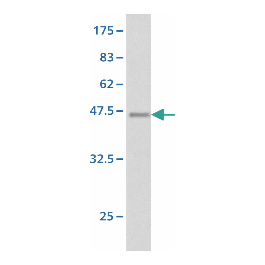 Merck Monoclonal Anti-PLG antibody produced in mouse