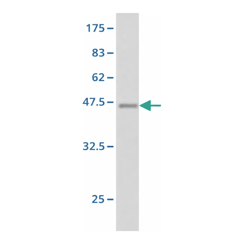 Merck Monoclonal Anti-PLG antibody produced in mouse