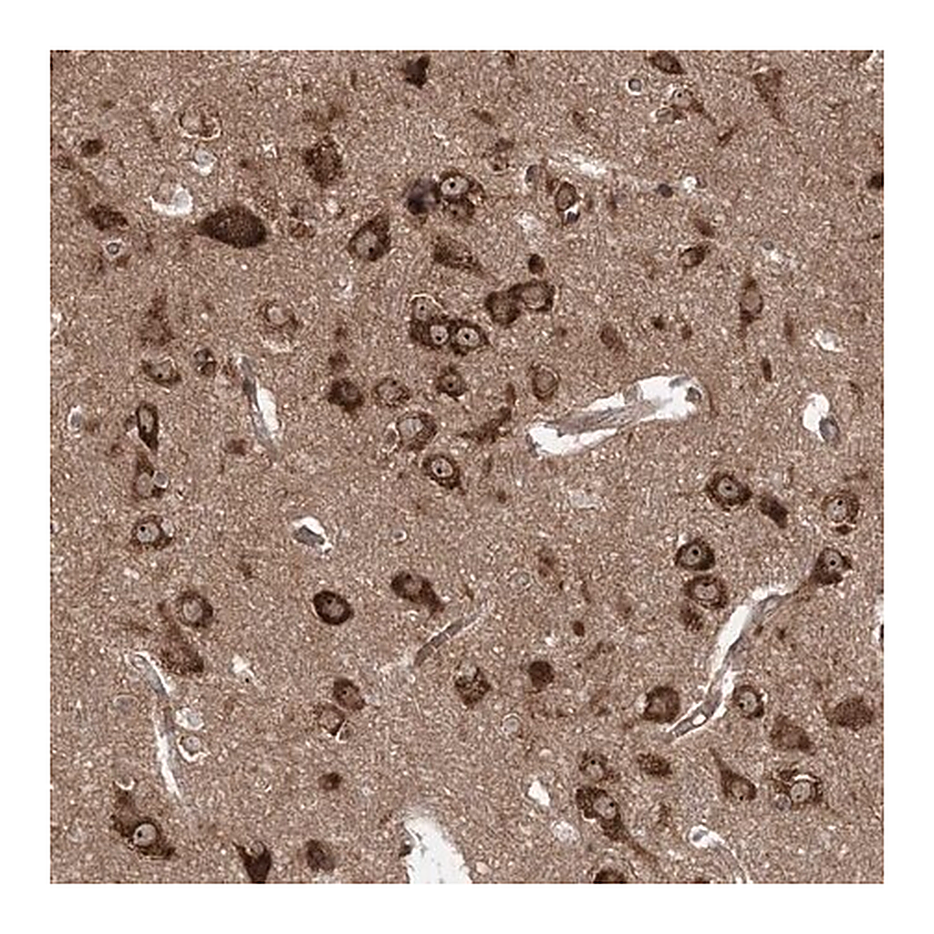 Merck Anti-SERINC1 antibody produced in rabbit