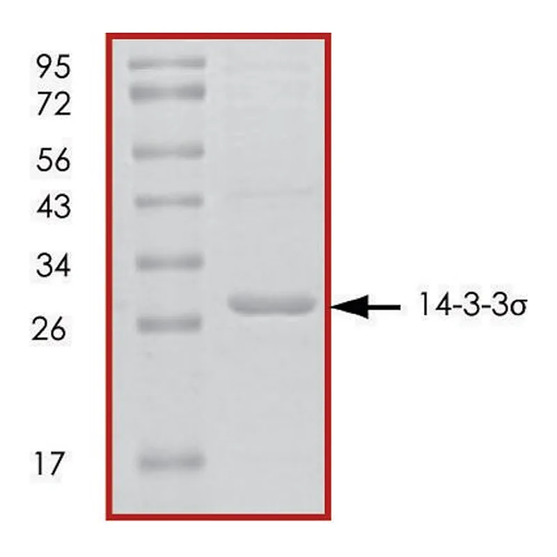 Merck 14-3-3 sigma, untagged human