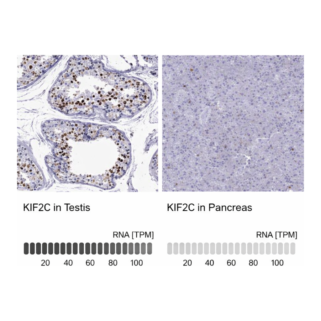 Merck ANTI-NR5A1 ANTIBODY PRODUCED IN RABBIT