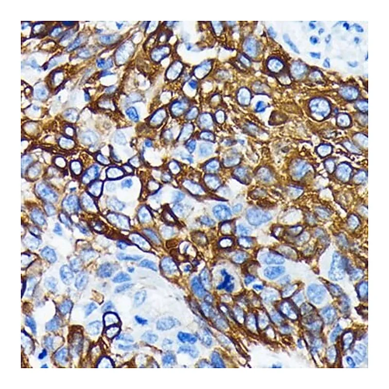 Merck Anti-WNT5A antibody produced in rabbit