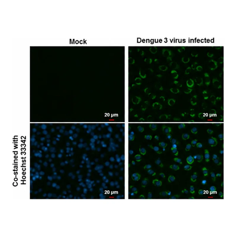 Merck MONOCLONAL ANTI-DENGUE VIRUS NS3 PROTEI
