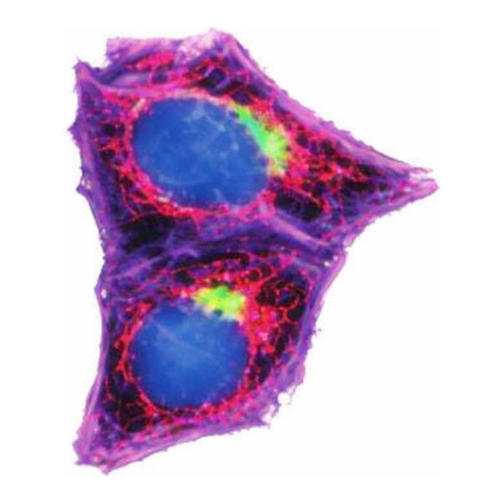 Merck Anti-Mouse IgG (H+L), highly cross-adsorbed, CF(TM) 555 antibody produced in donkey