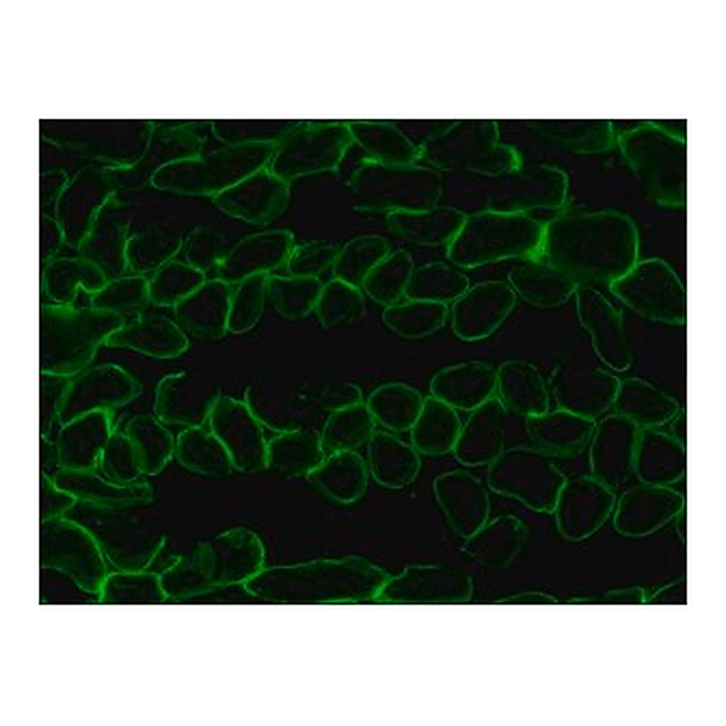 Merck ANTI-LAMININ-2 (ALPHA-2 CHAIN) ANTIBODY