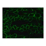 Merck ANTI-LAMININ-2 (ALPHA-2 CHAIN) ANTIBODY
