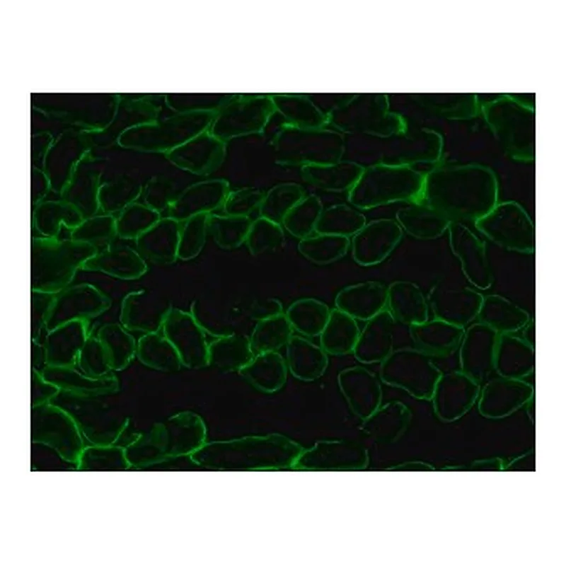 Merck ANTI-LAMININ-2 (ALPHA-2 CHAIN) ANTIBODY