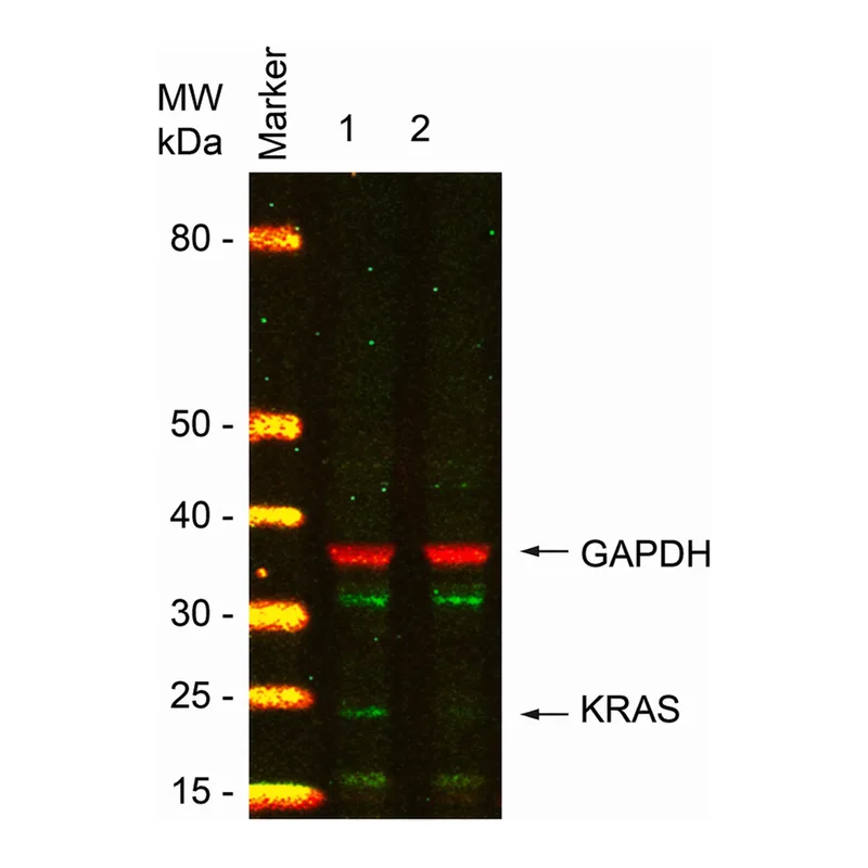 Merck MISSION(R) esiRNA