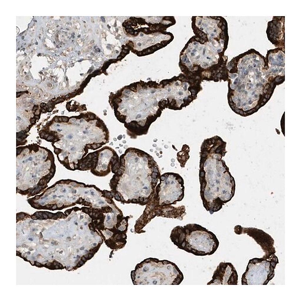 Merck Anti-USP53 antibody produced in rabbit