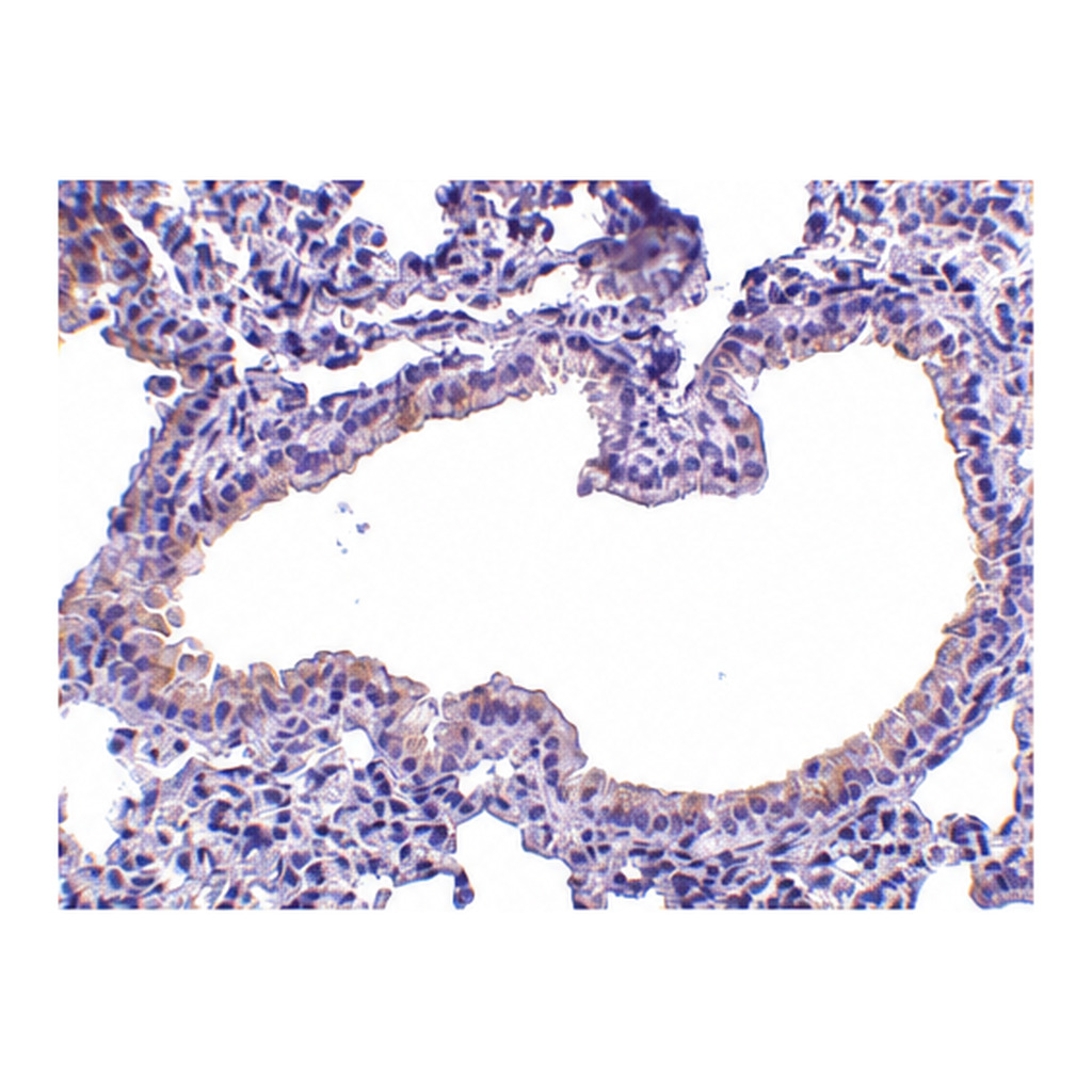 Merck Anti-SLPI (ab2) antibody produced in rabbit