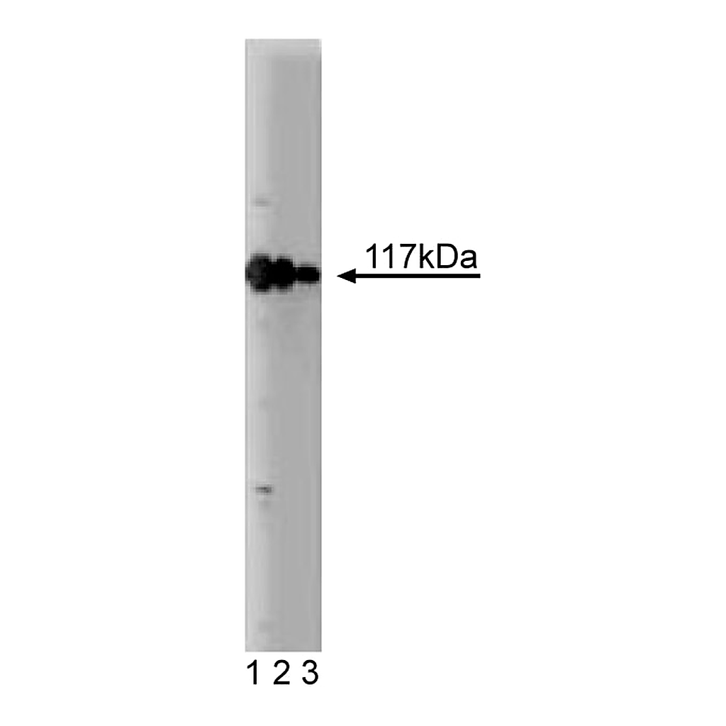 BD Purified Mouse Anti-Rabaptin-5