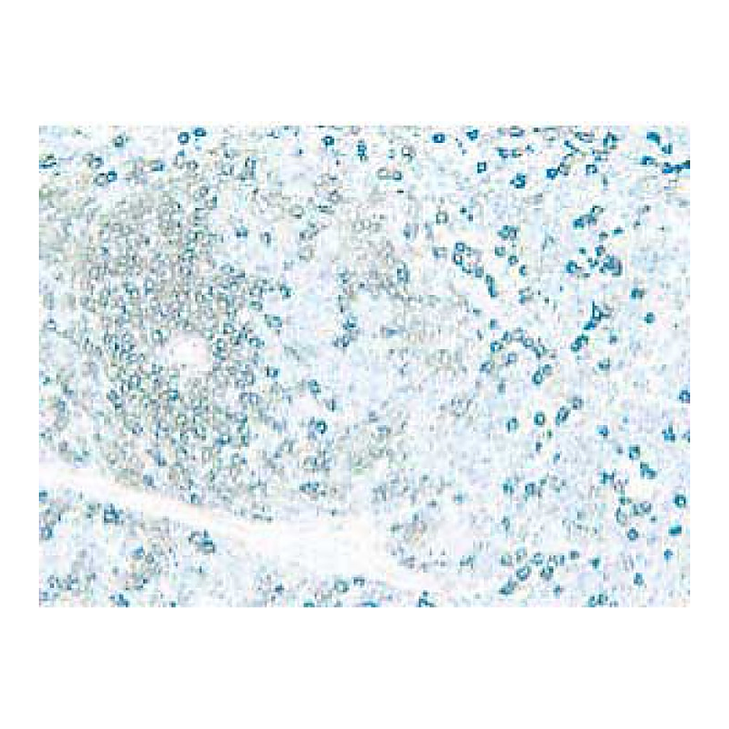 BD Purified Rat Anti-Mouse CD4
