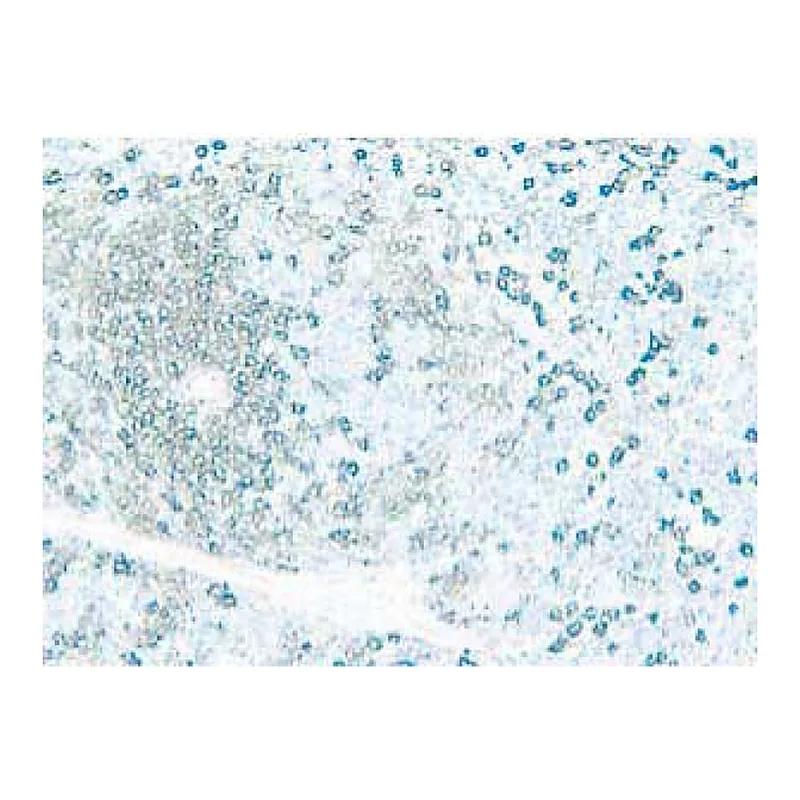 BD Purified Rat Anti-Mouse CD4