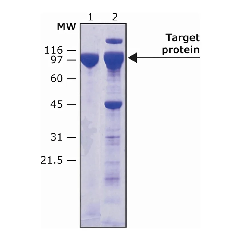 Merck HRV-3C PROTEASE BIOTIN TAGGED RECOMBINAN