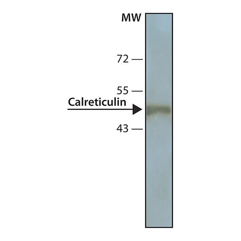 Merck Monoclonal Anti-Calreticulin antibody produced in mouse