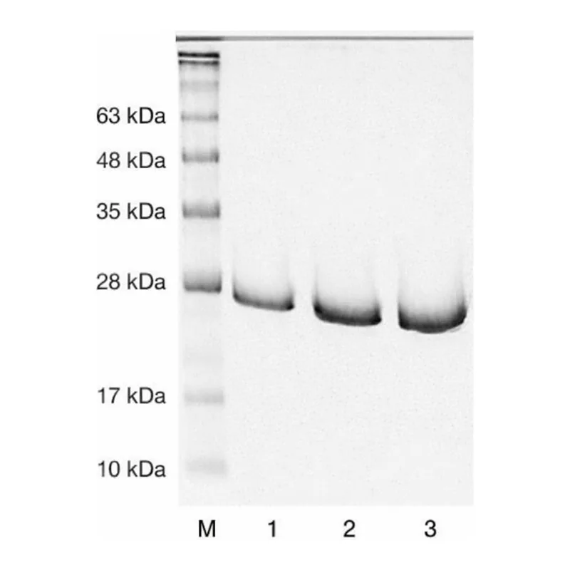 Merck CATHEPSIN K,ACTIVE,HUMAN