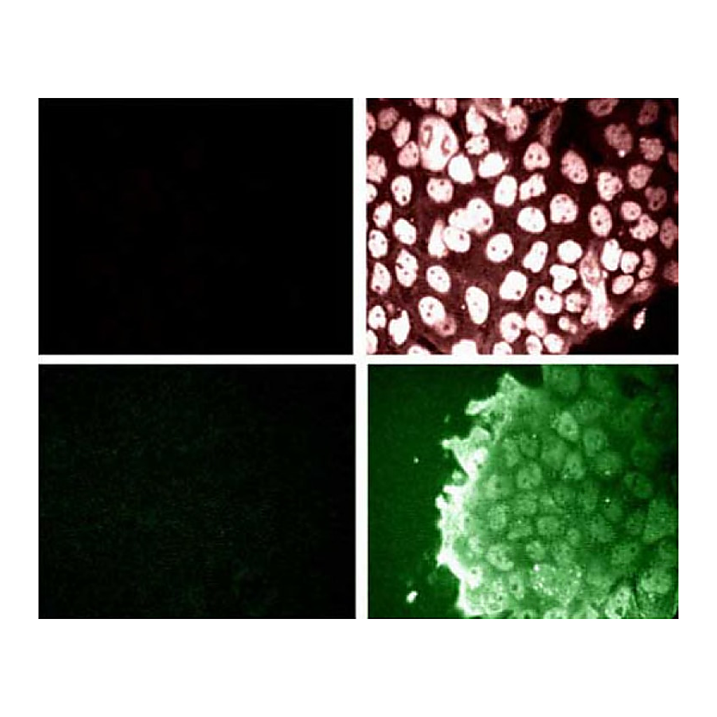 BD Purified Mouse Anti-Phosphoserine