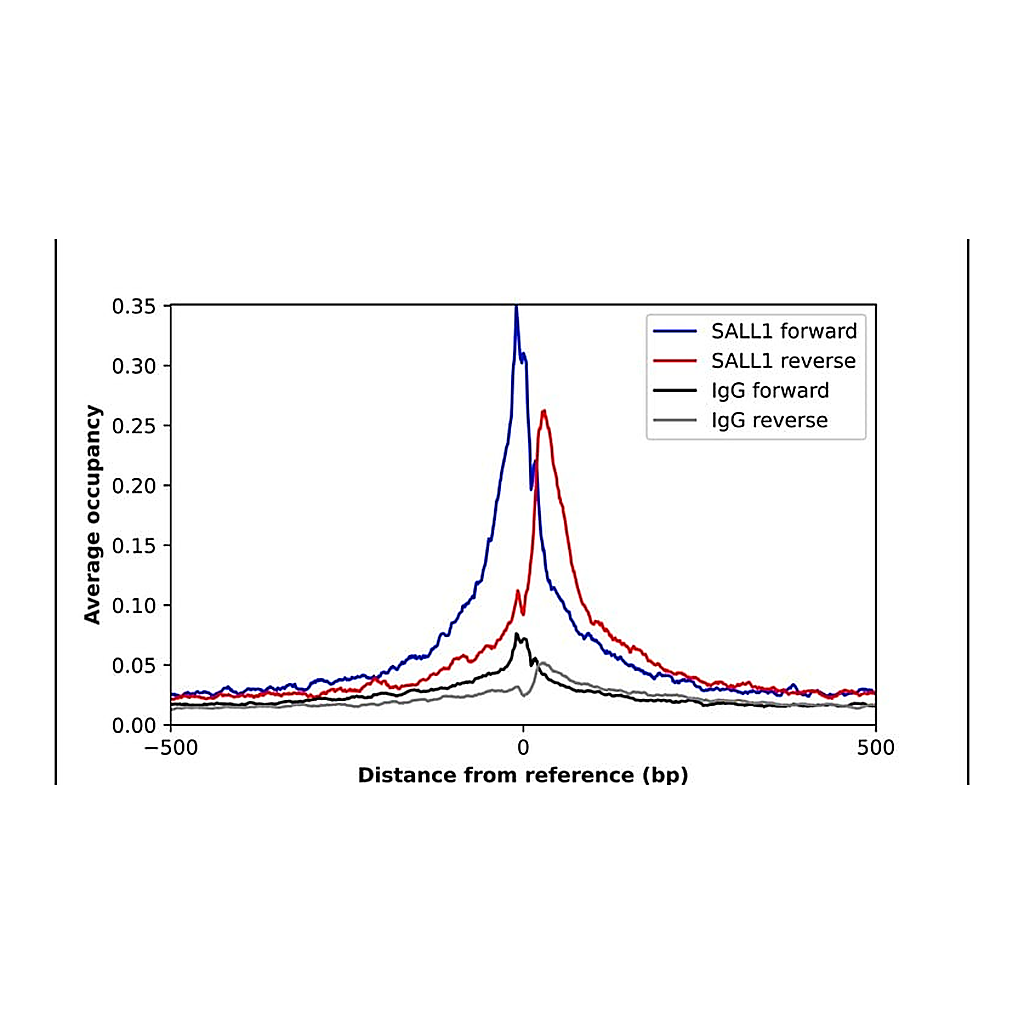 Merck Anti-SALL1 antibody produced in rabbit