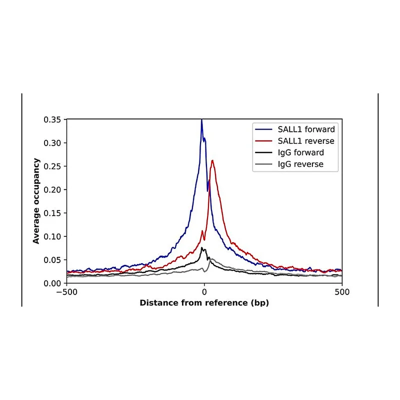 Merck Anti-SALL1 antibody produced in rabbit