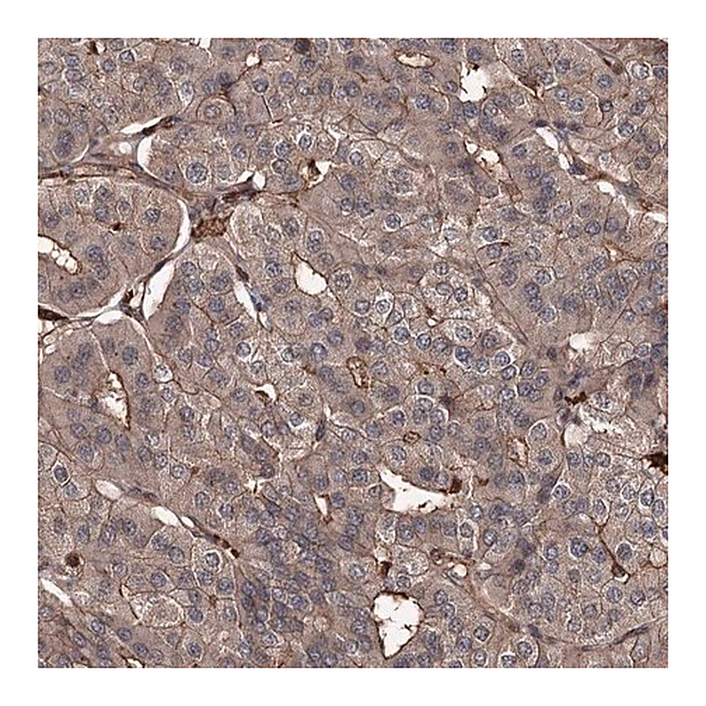 Merck Anti-GRIP1 antibody produced in rabbit