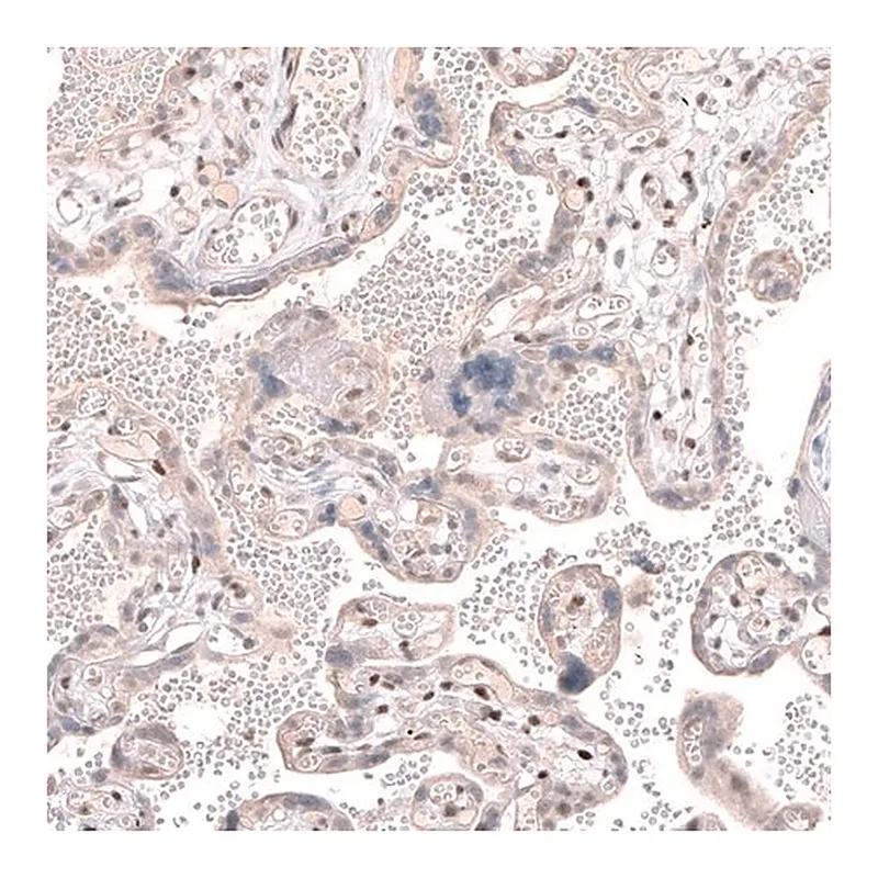 Merck Anti-TET3 antibody produced in rabbit