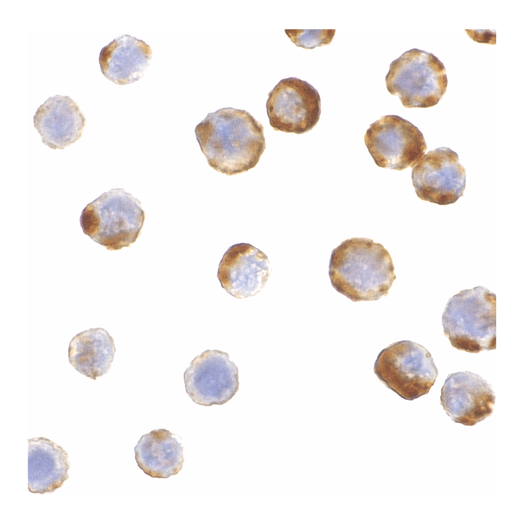 Merck Anti-Caspase-6 antibody produced in rabbit