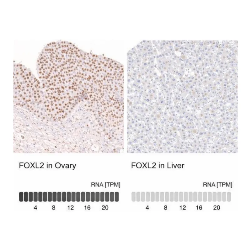 Merck Anti-FOXL2 antibody produced in mouse