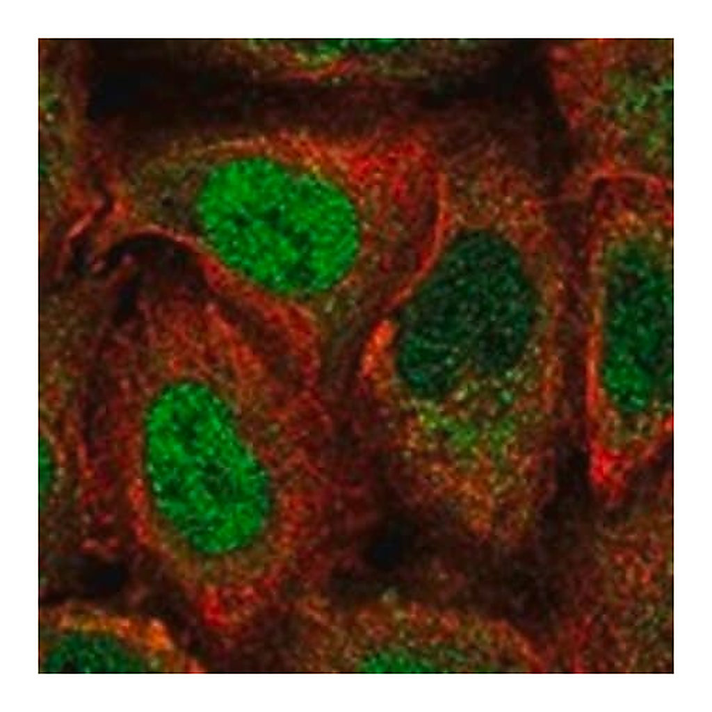 Merck Anti-PER2 antibody produced in rabbit