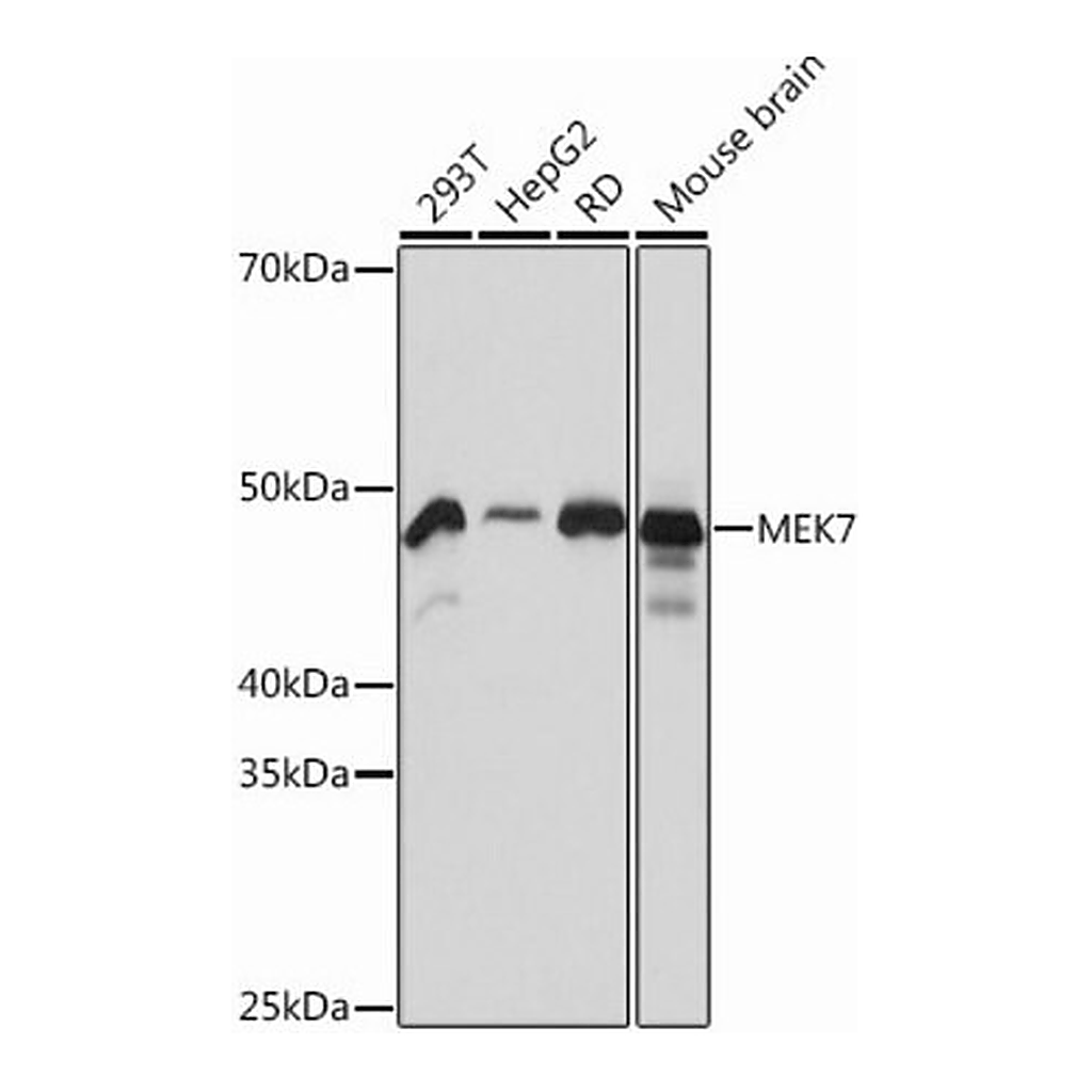 Merck Anti-MEK7 antibody produced in rabbit