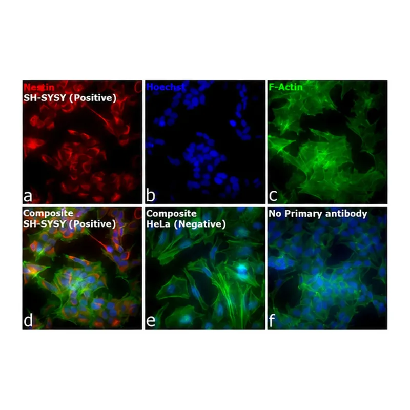 Thermo Fisher Scientific F(ab`)2-Goat anti-Mouse IgG (H+L) Cross-Adsorbed Secondary Antibody, Alexa Fluor Plus 594