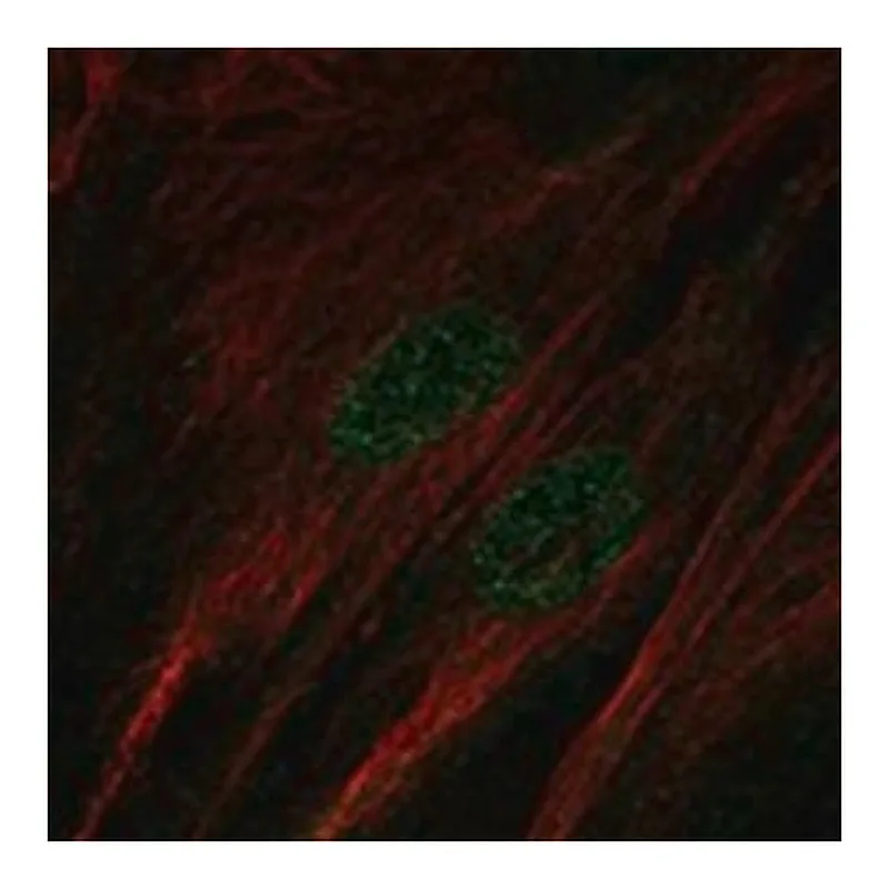 Merck Anti-SALL1 antibody produced in rabbit