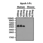 Thermo Fisher Scientific Goat anti-Mouse IgG Fc Cross-Adsorbed Secondary Antibody, HRP