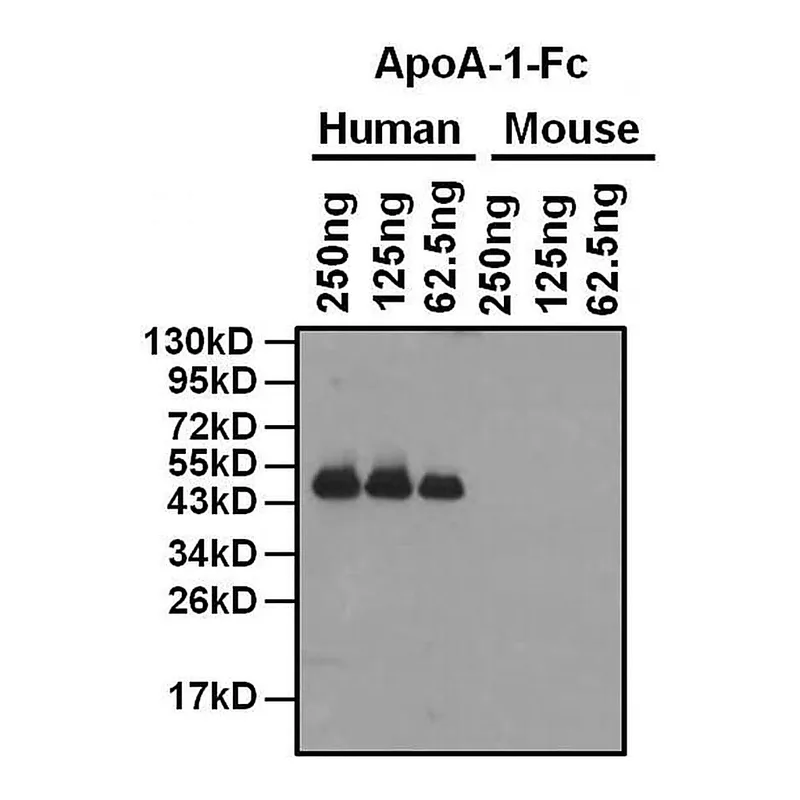 Thermo Fisher Scientific Goat anti-Mouse IgG Fc Cross-Adsorbed Secondary Antibody, HRP