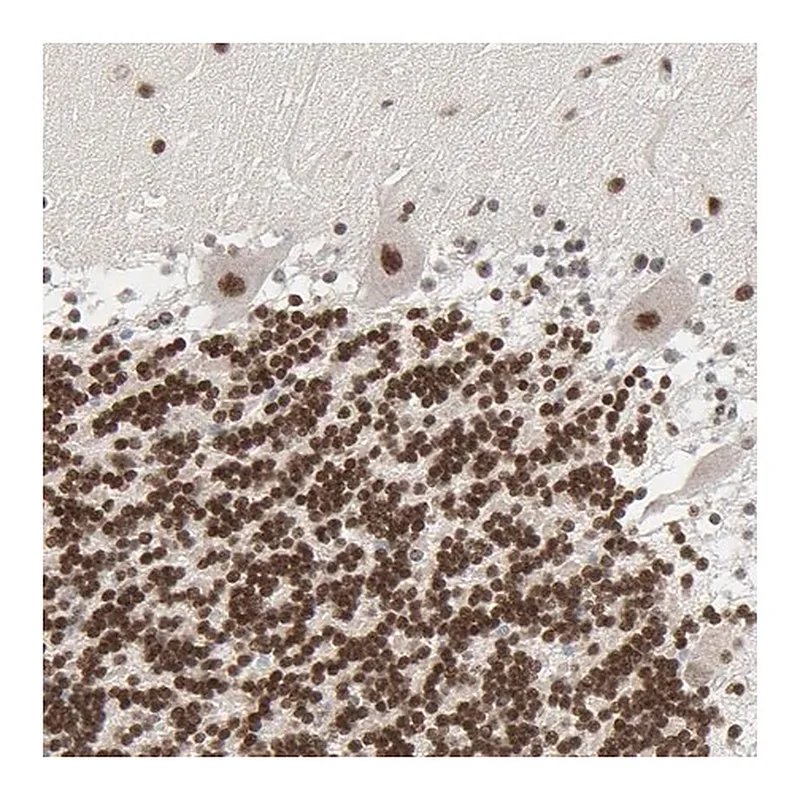 Merck Anti-CUX1 antibody produced in rabbit