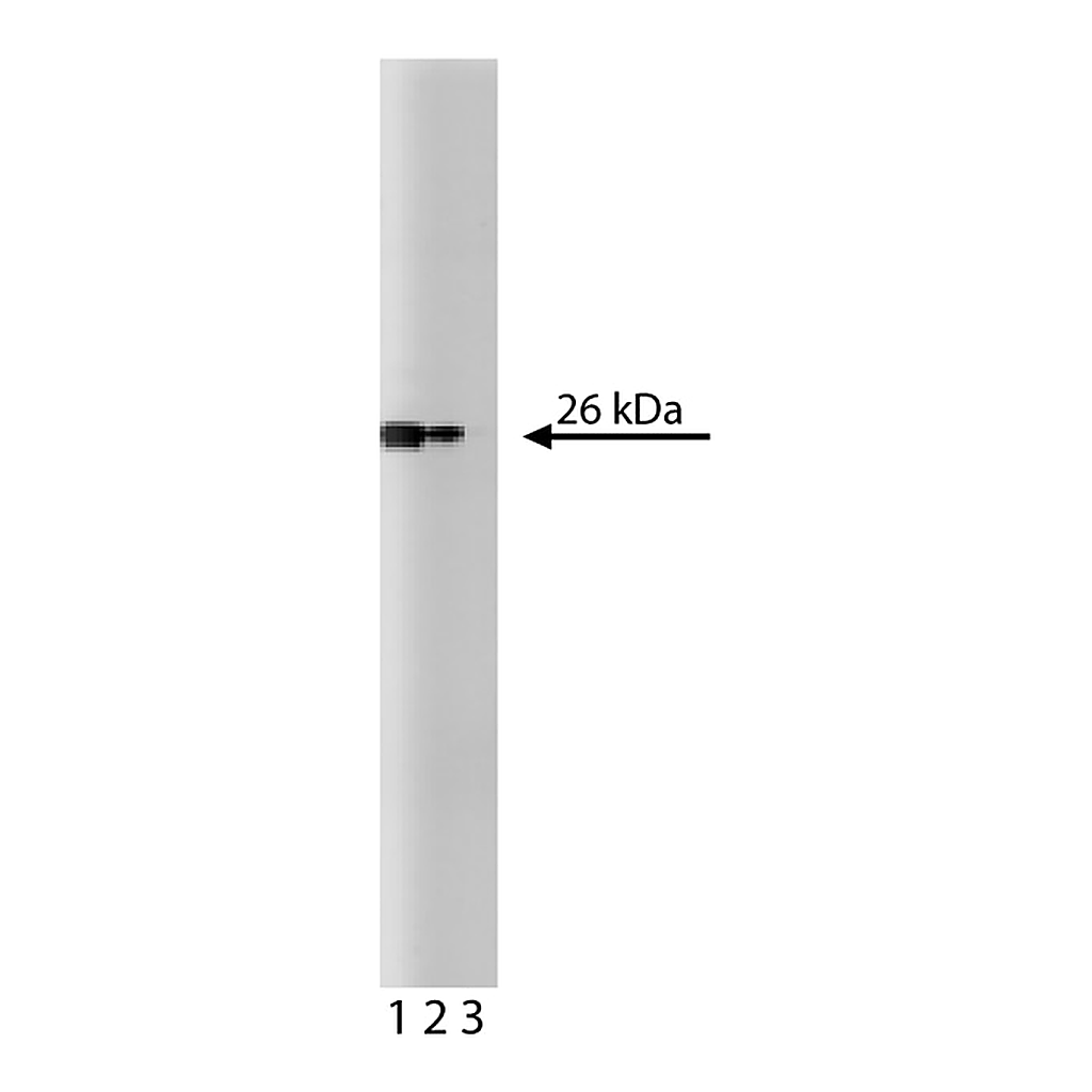 BD Purified Mouse Anti-Bcl-x