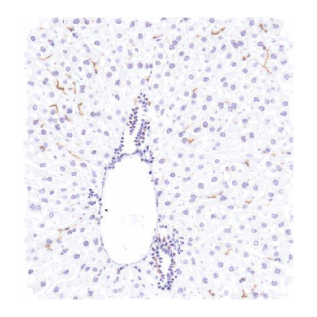Merck Anti-F4/80 antibody, Rabbit monoclonal