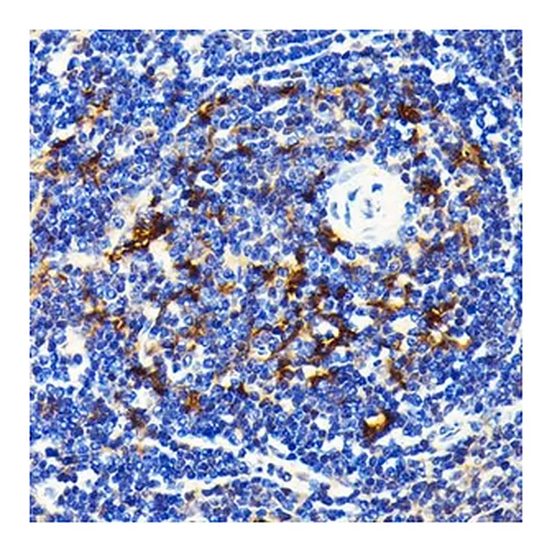 Merck Anti- SQSTM1/p62 antibody produced in r&