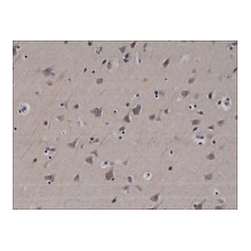Merck ANTI-LC3B, RABBIT MONOCLONAL
