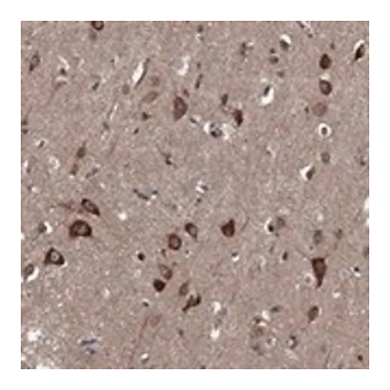 Merck Anti-HABP4 antibody produced in rabbit