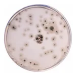 Himedia Potato Dextrose Agar, Granulated