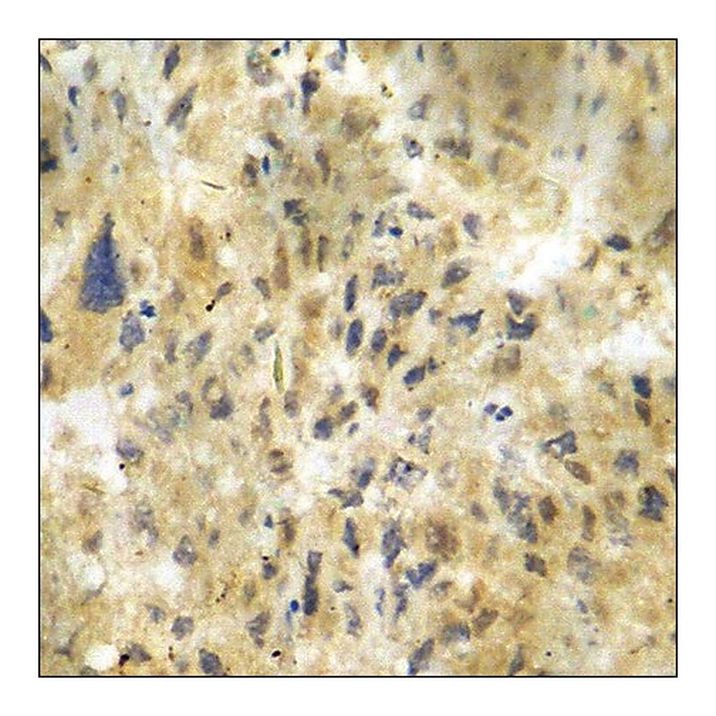 Merck Anti-phospho-CDK5 (pTyr15) antibody produced in rabbit
