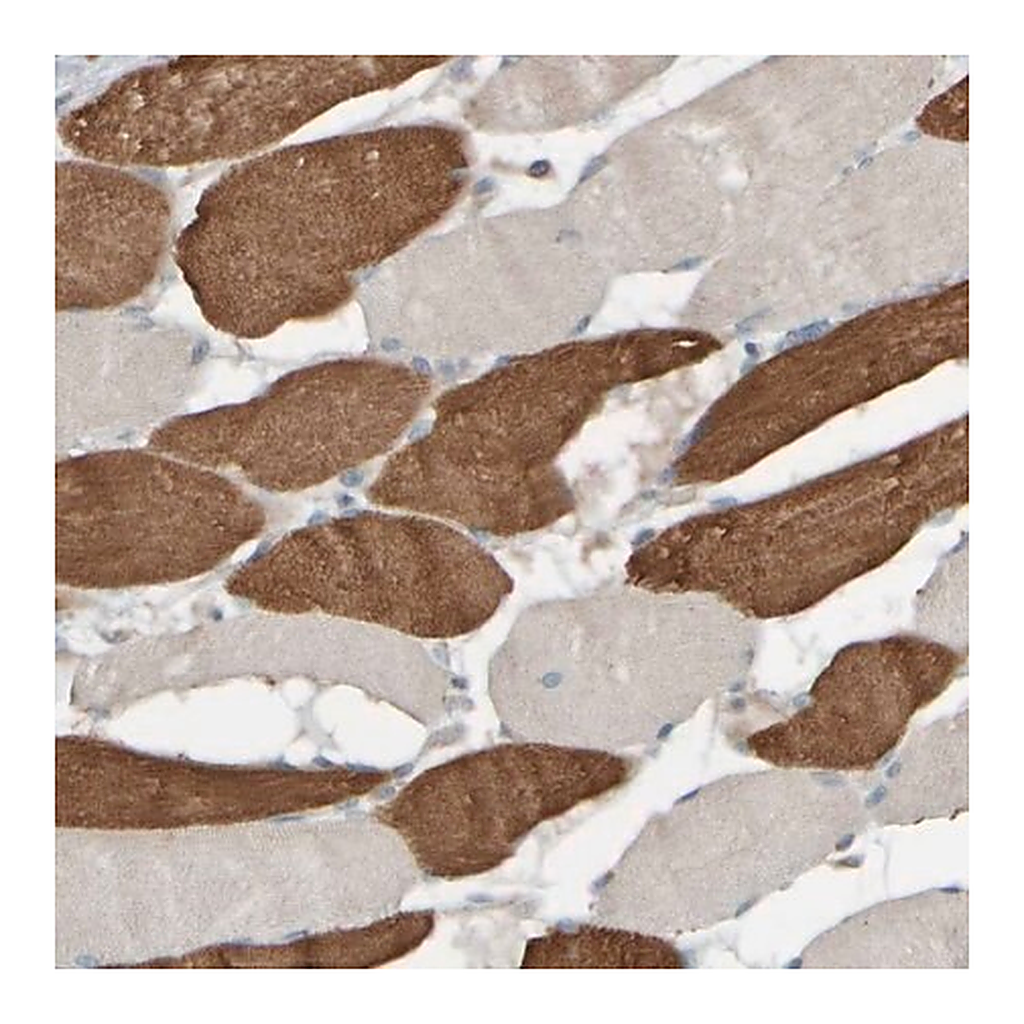 Merck Anti-HGS antibody produced in rabbit