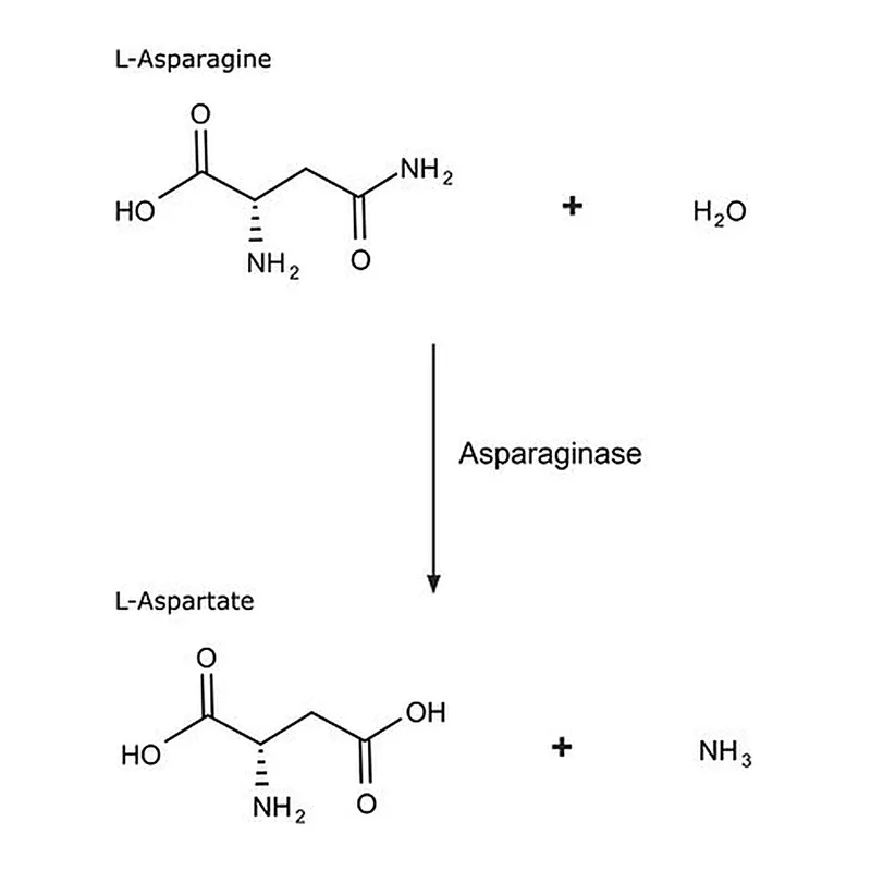 Merck Asparaginase from Escherichia coli